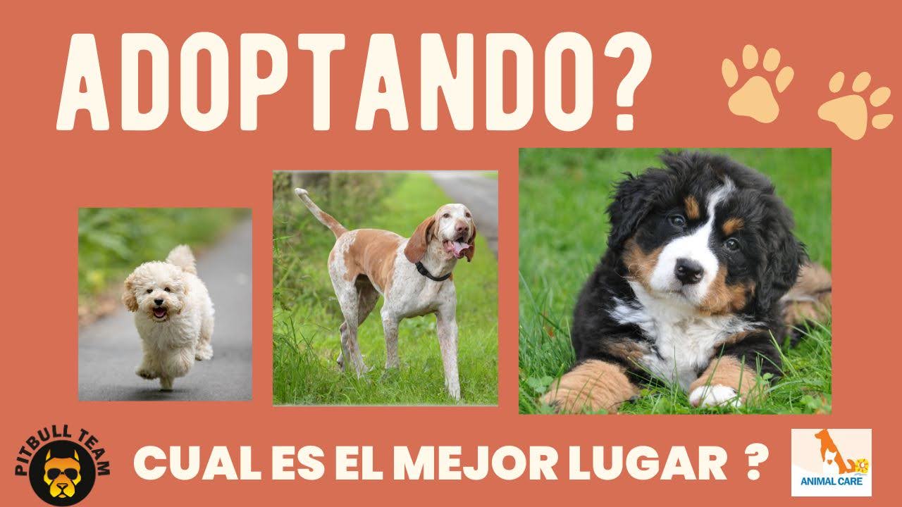 ¡Adopta un Amigo Peludo! 🐾❤️🏡