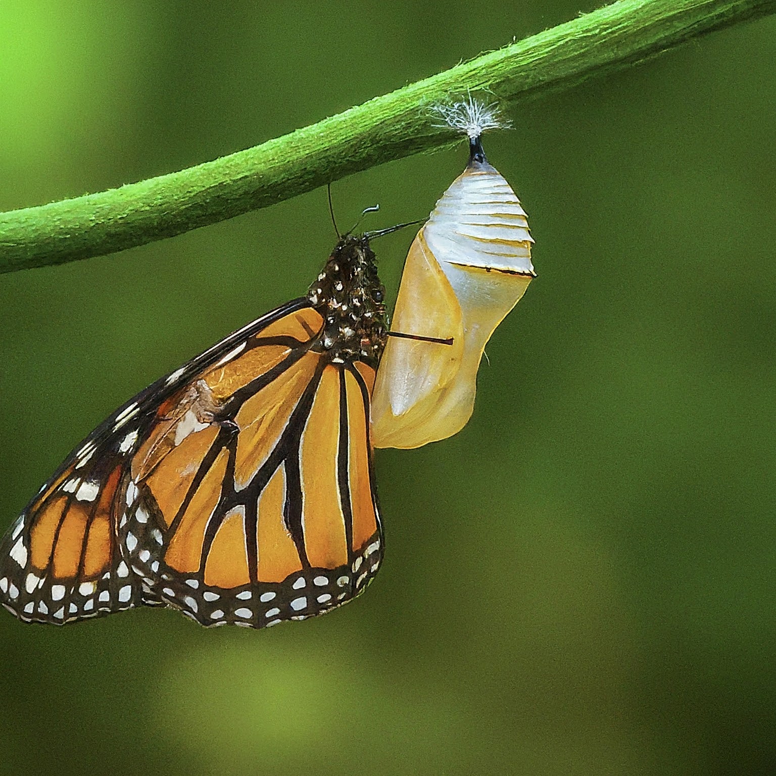 butterfly hatching out of its cocoon. butterfly hatching out of its cocoon.