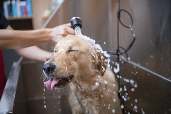 Dog Groomers
