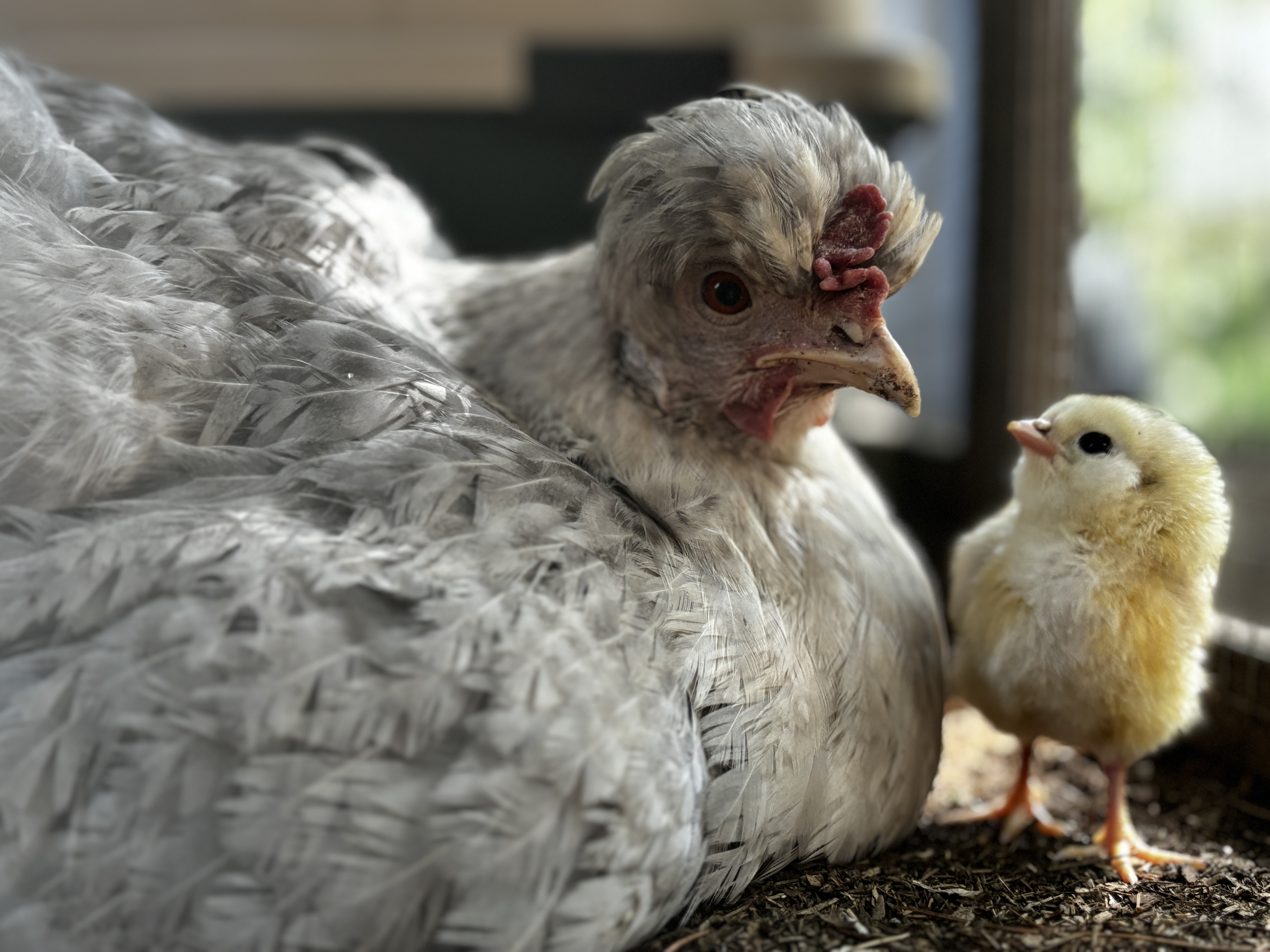 mom hen and chick mom hen and chick