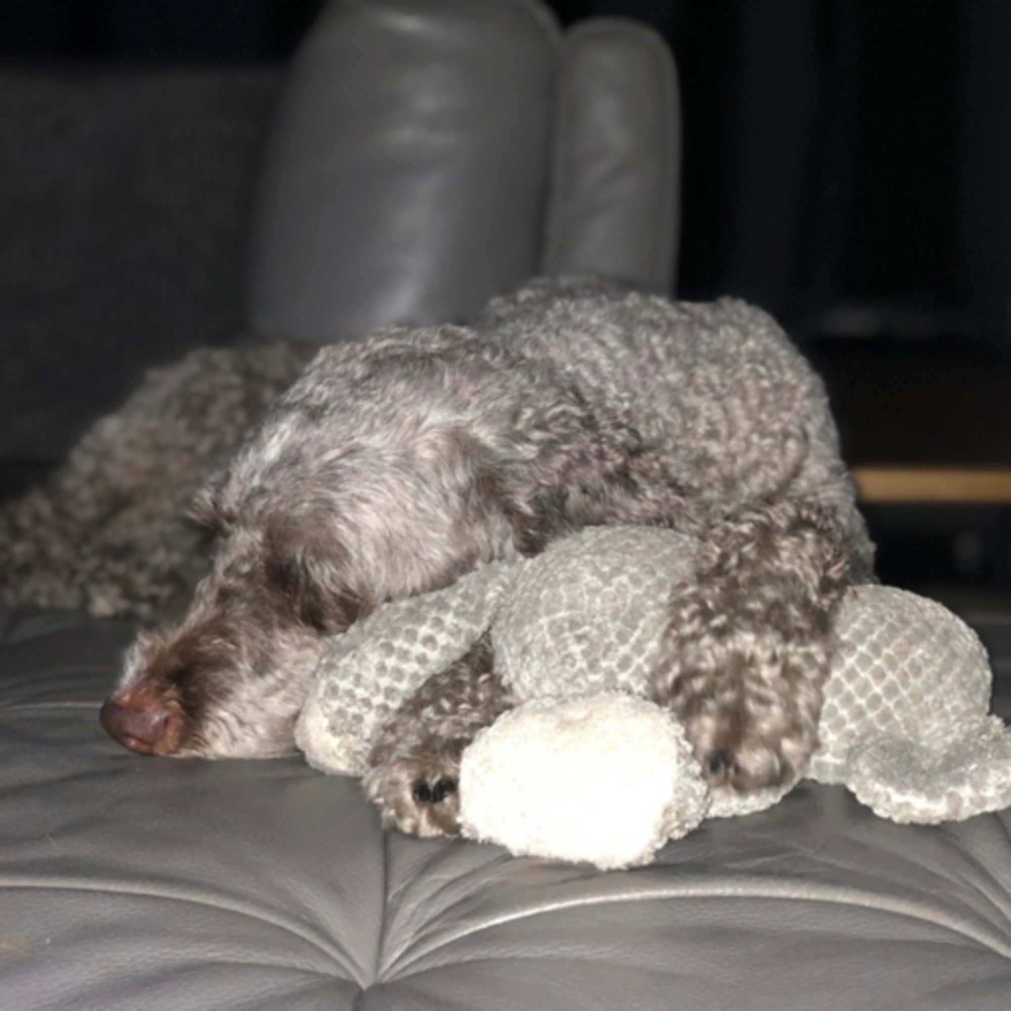 Spanish Water Dog Lola cuddling her toy