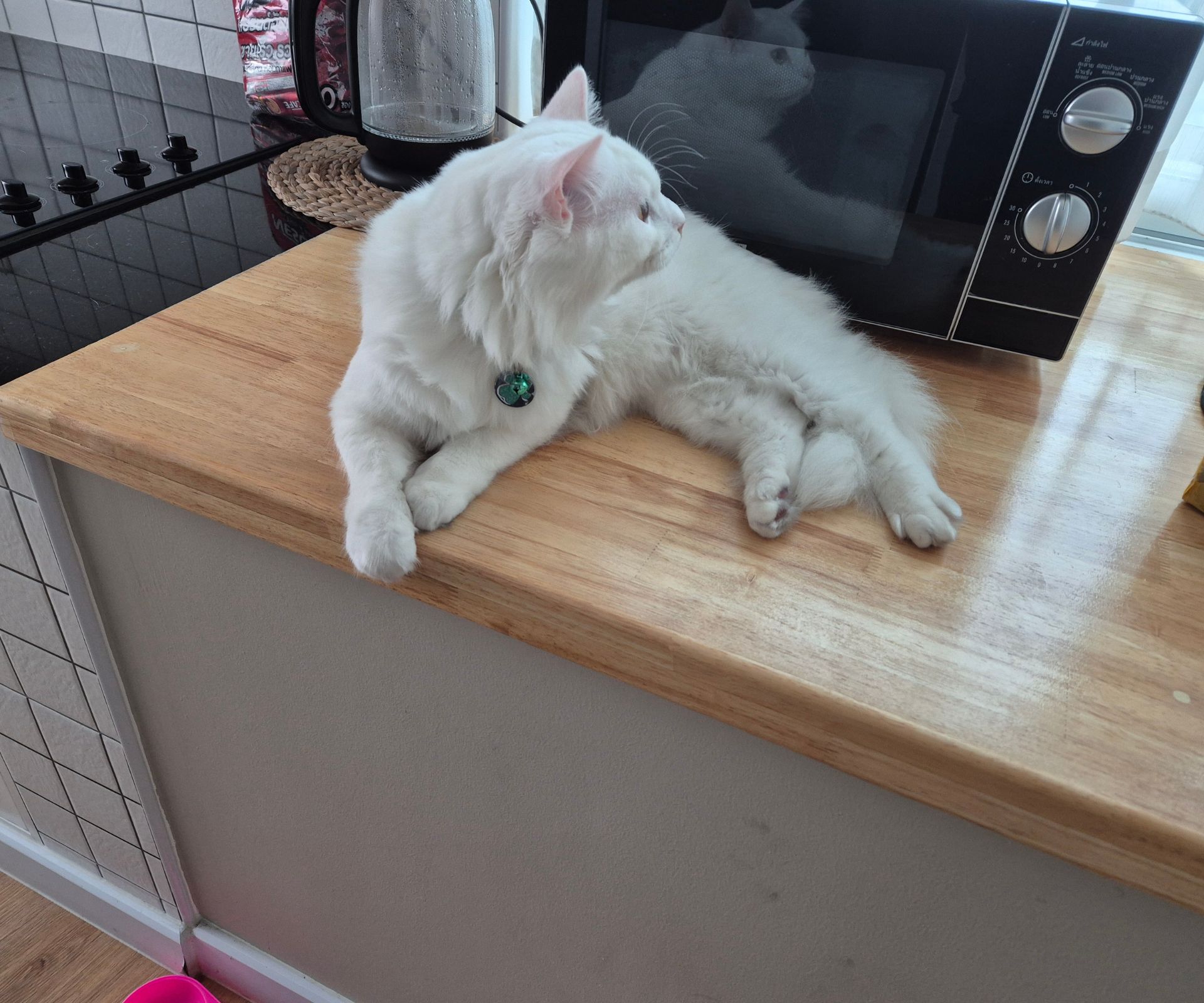 Cat sitting next to a microwave in a pet friendly apartment Cat sitting next to a microwave in a pet friendly apartment