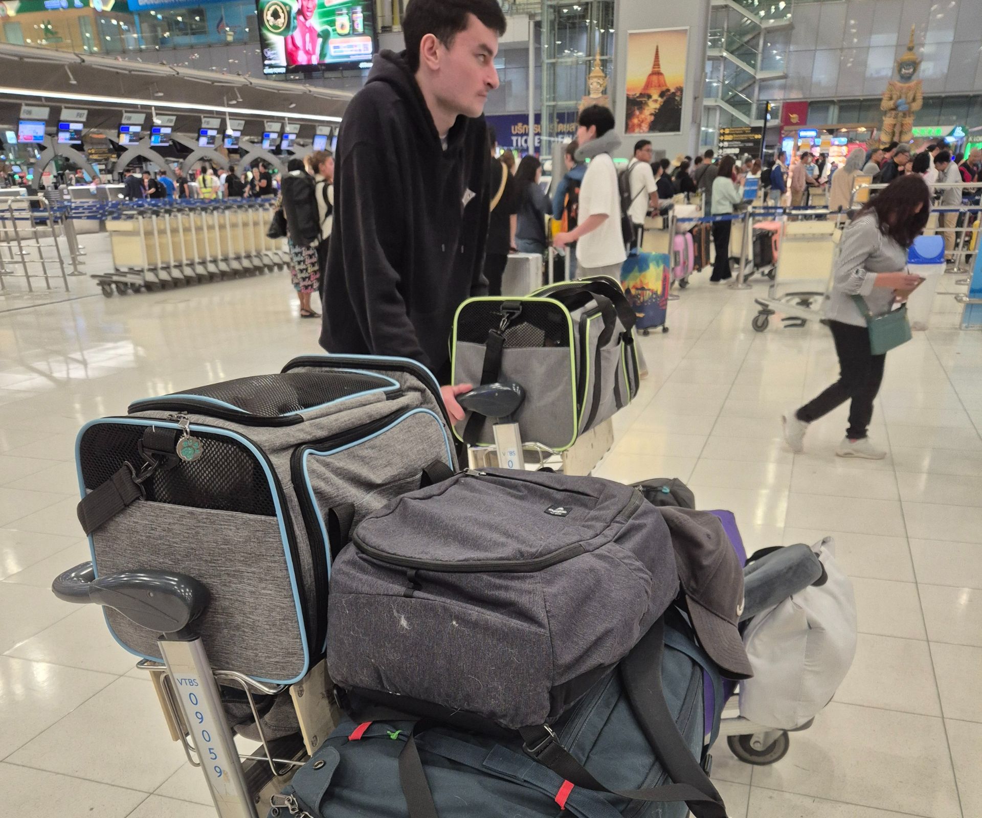 Cats in carriers on trolleys waiting to board the plane Cats in carriers on trolleys waiting to board the plane