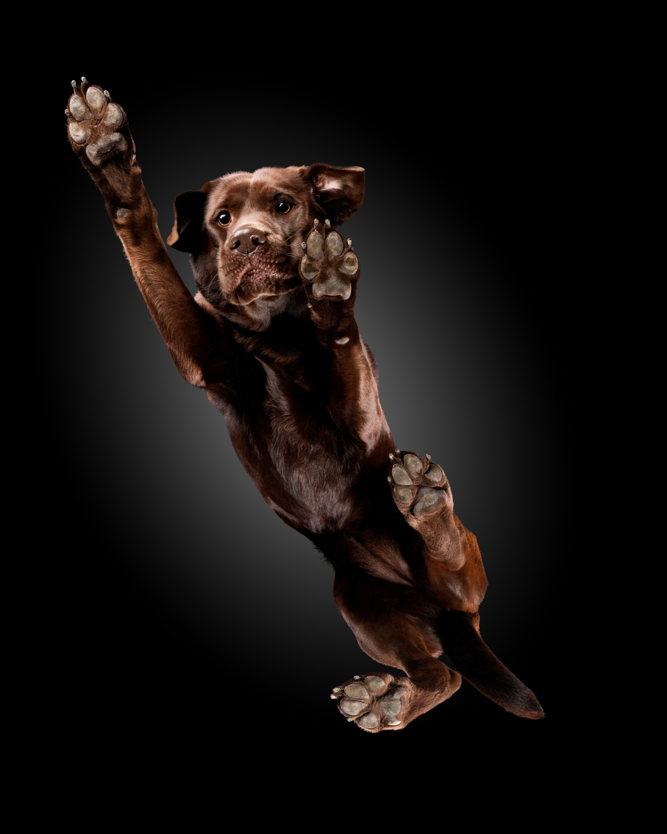 Brauner Labrador von Unten