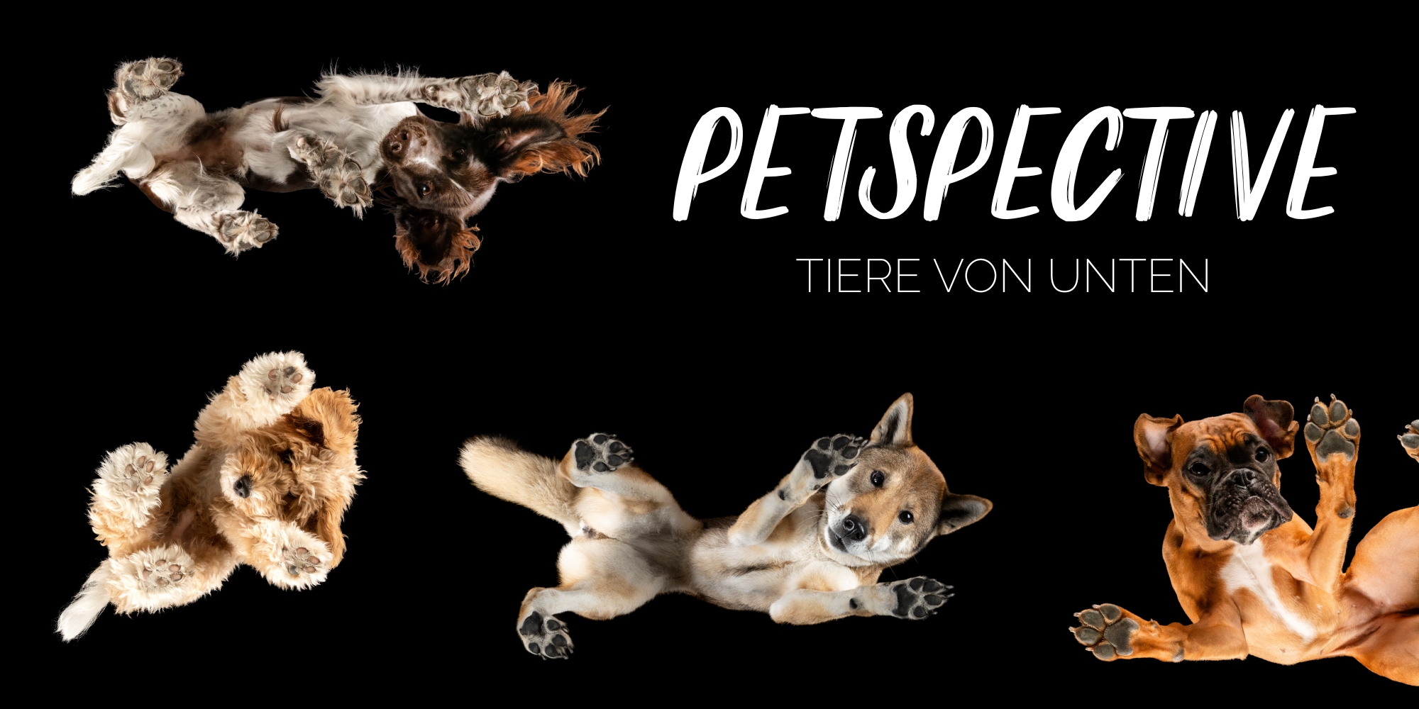 Hunde von Unten