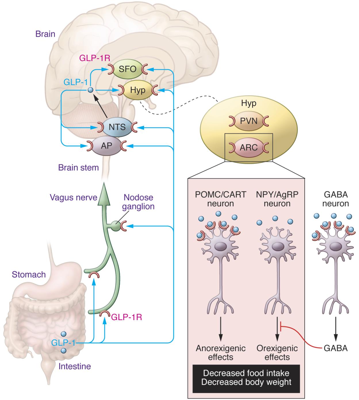 GLP-1 drugs hypothalamus biological mechanism GLP-1 drugs hypothalamus biological mechanism