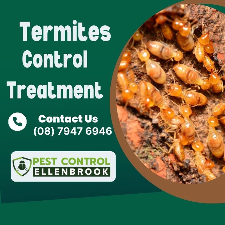 Discover the benefits of hiring an exterminator. Explore whether professional pest control is worth the investment for your home and peace of mind.
