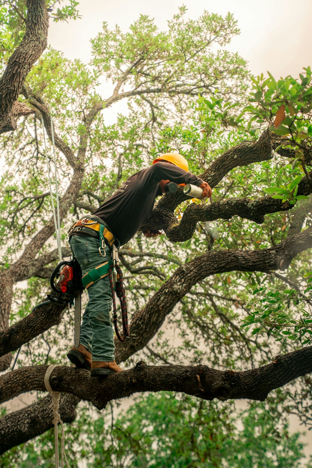 Tree Trimming & Pruning Service