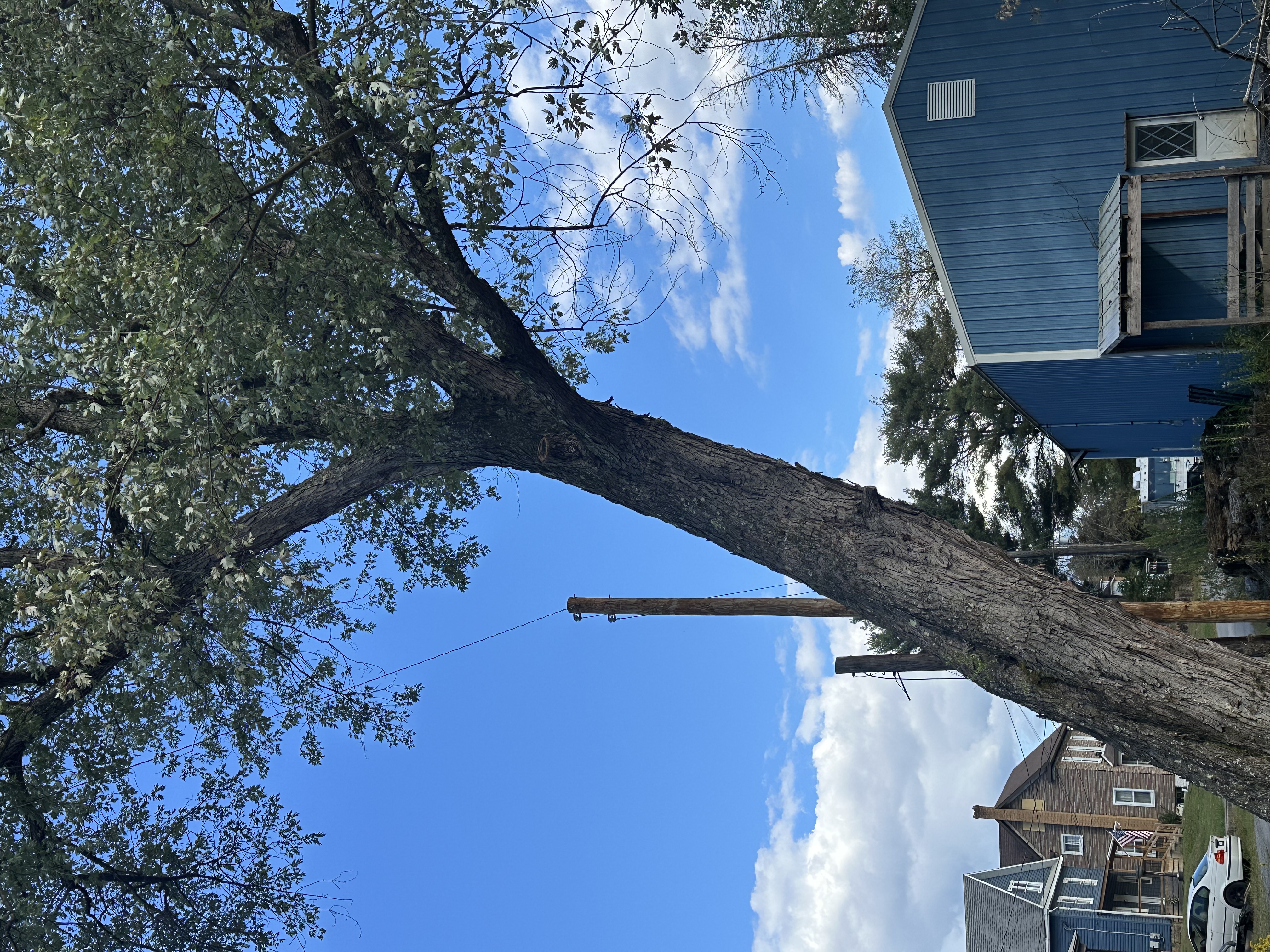 Professional Tree Trimming Service