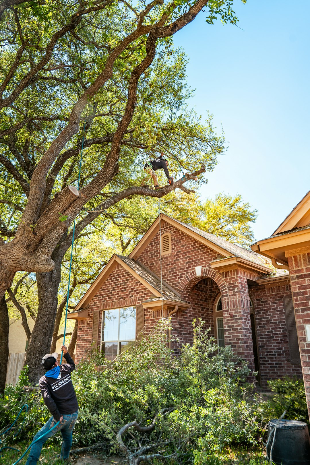 Dangerous Tree Removal Service