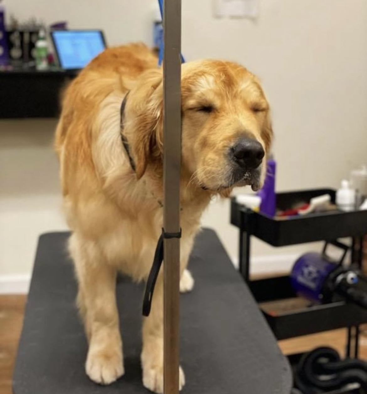 Dog salon staten island sales