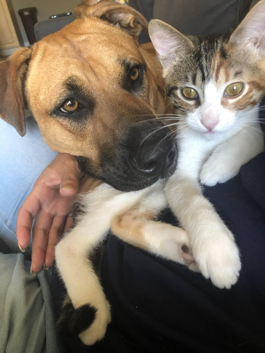 Kimi providing loving care to her furry friends