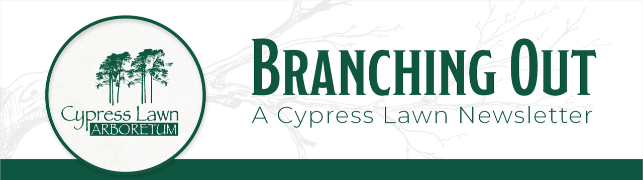 Branching Out – A Cypress Lawn Newsletter