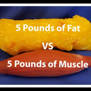 Fat vs muscle 
