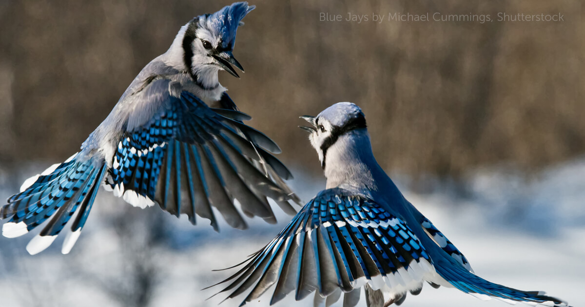 Blue Jay inspiration