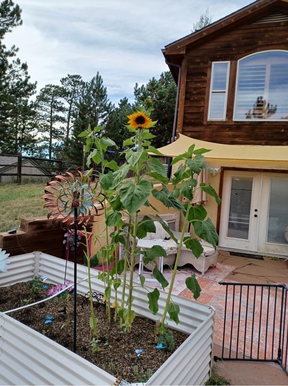 sunflower