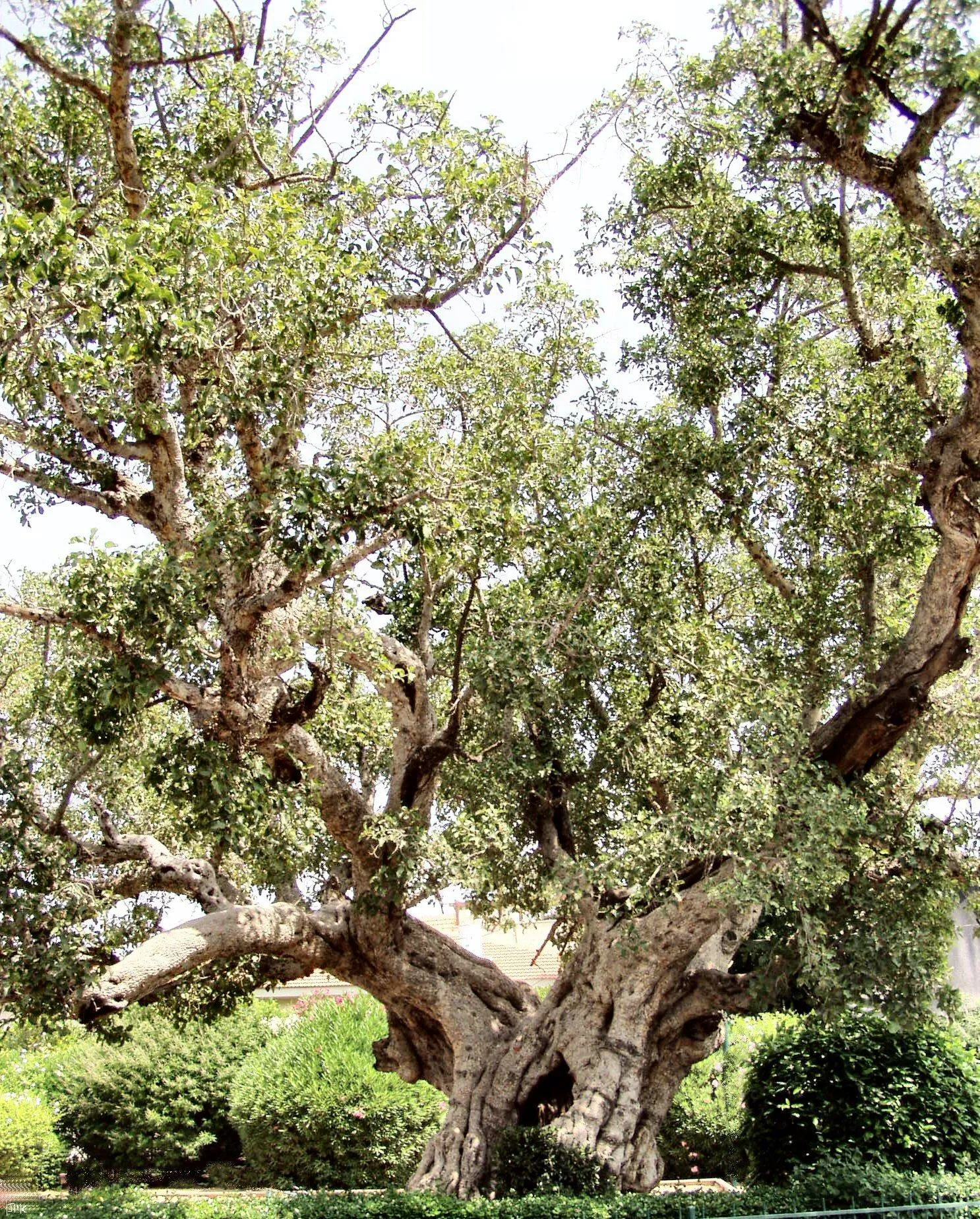 Maulbeerfeigenbaum Maulbeerfeigenbaum