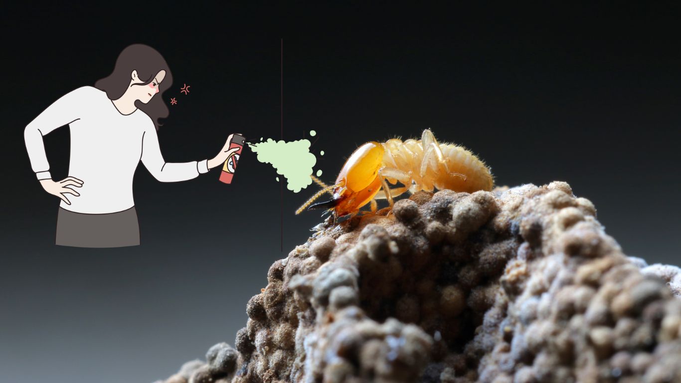 Pest Control Business Say No To Termites 