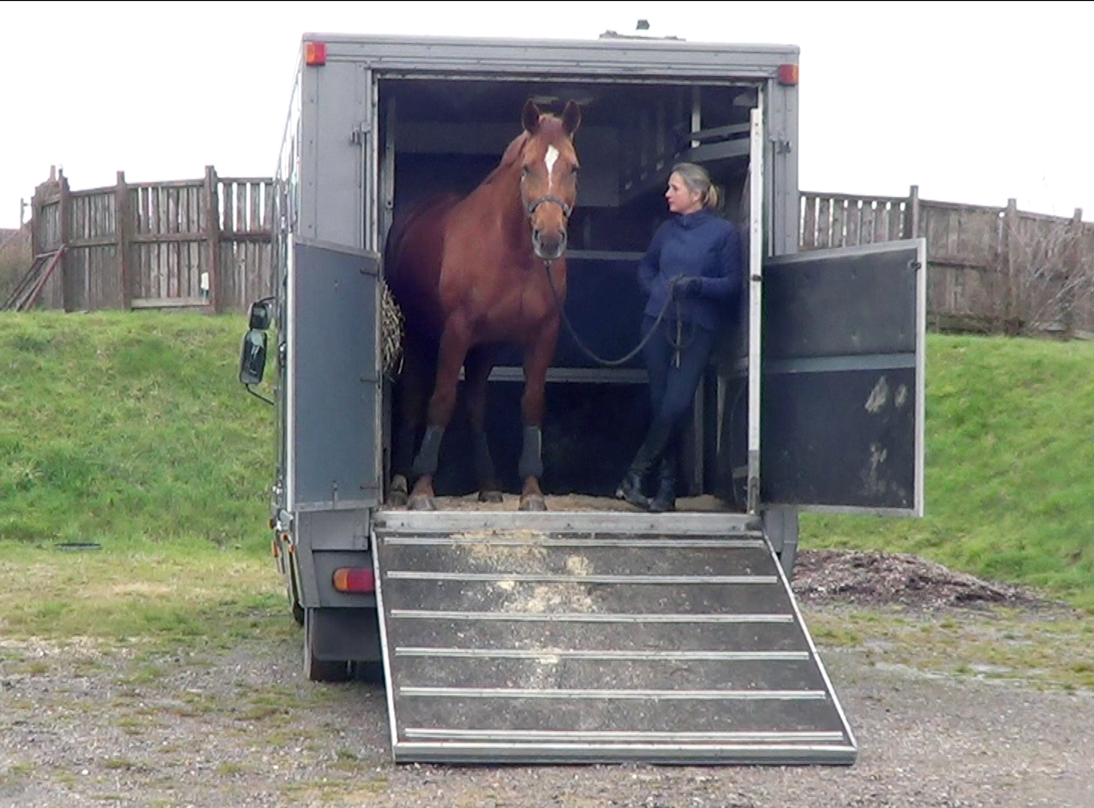 horse standing on horsebox horse standing on horsebox