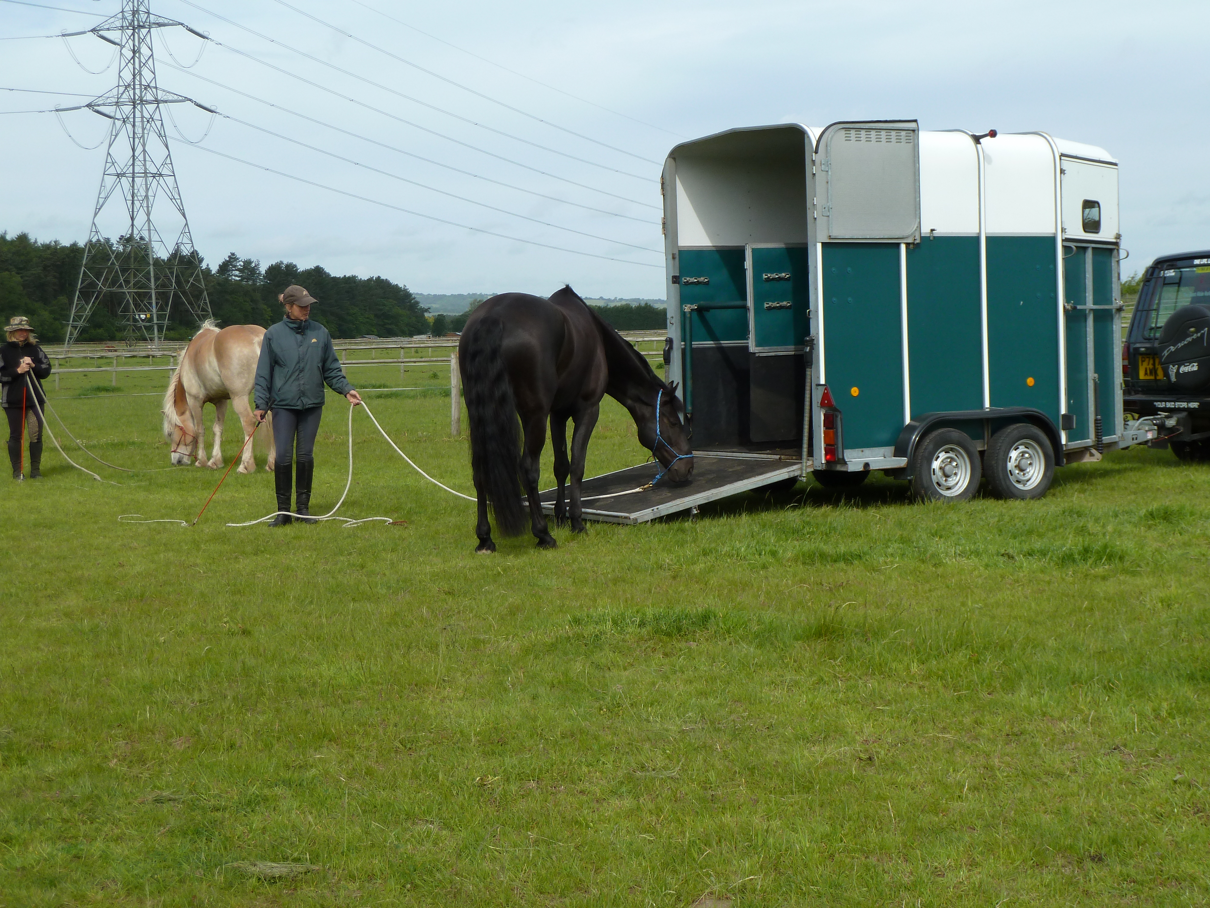 horse looking at trailer ramp, loading training horse looking at trailer ramp, loading training