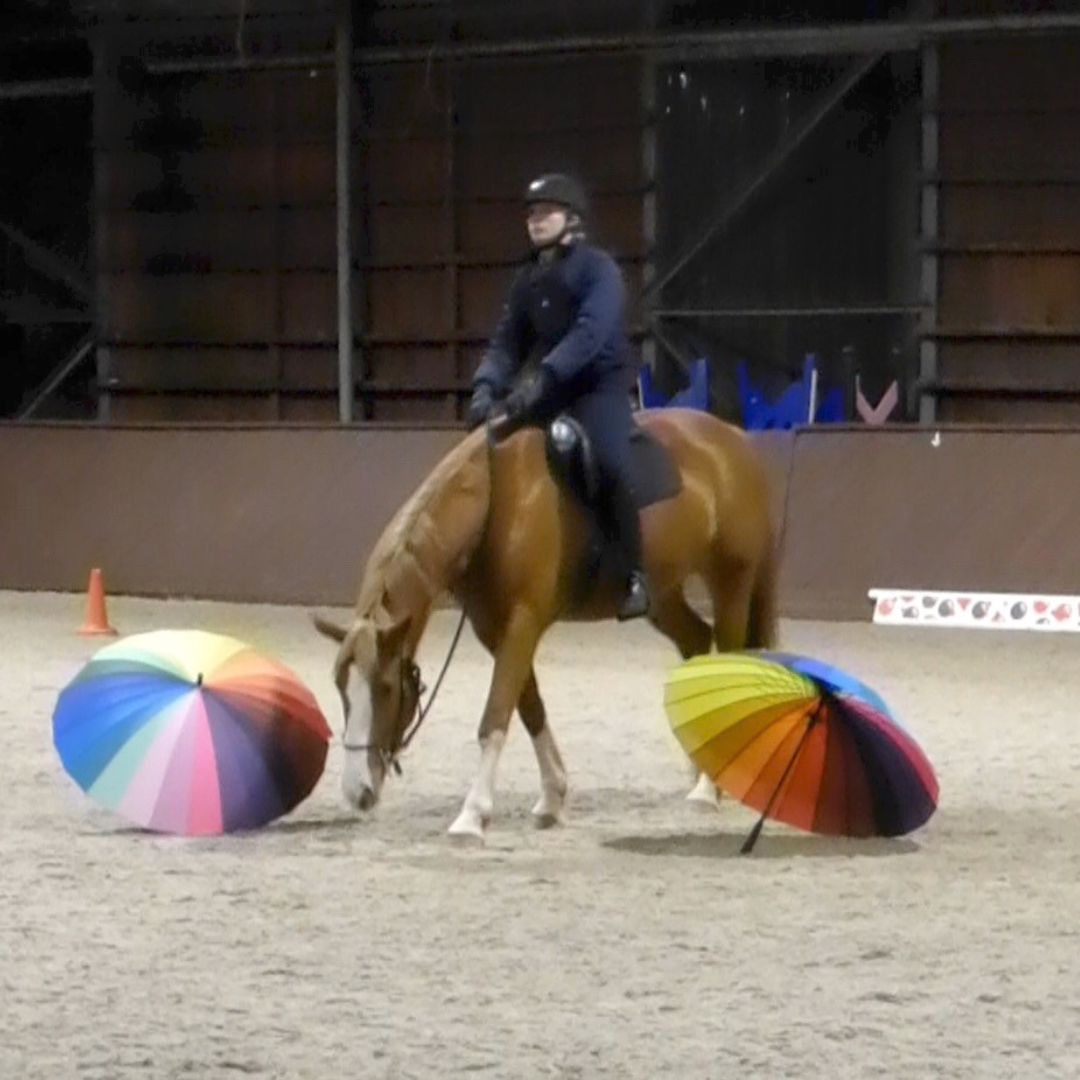 horse ridden between umbrellas horse ridden between umbrellas