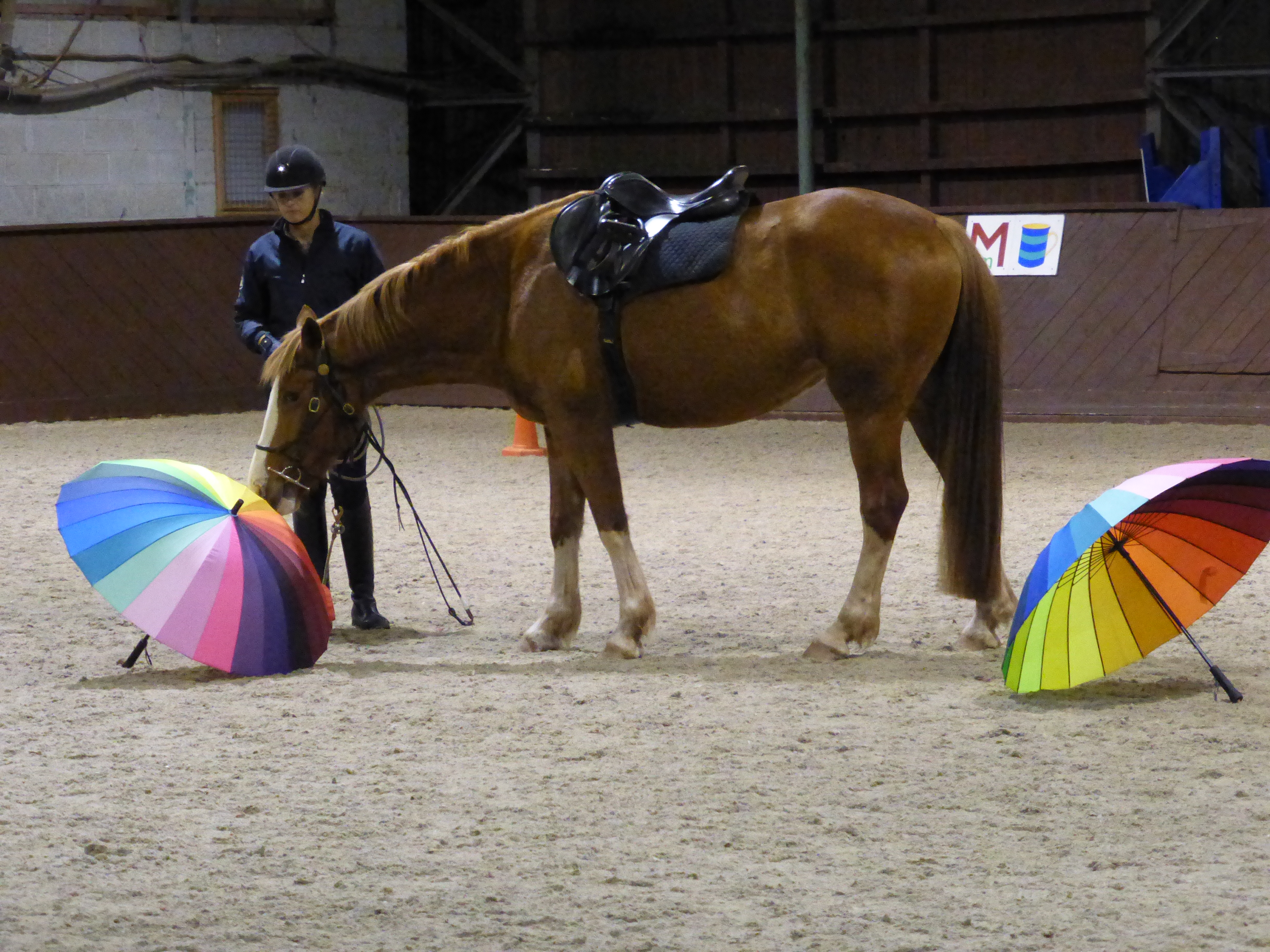 horse umbrellas desensitisation groundwork horse umbrellas desensitisation groundwork