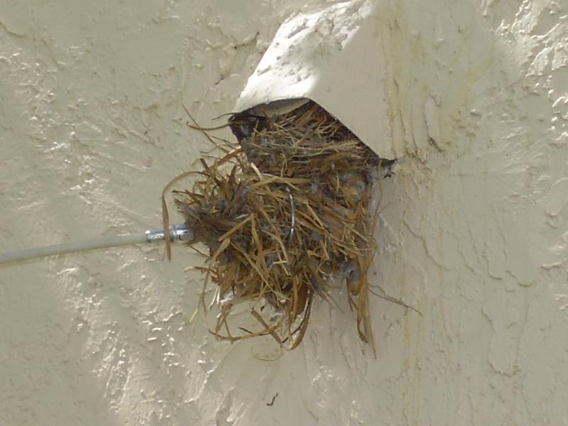 Bird in dryer vent cover