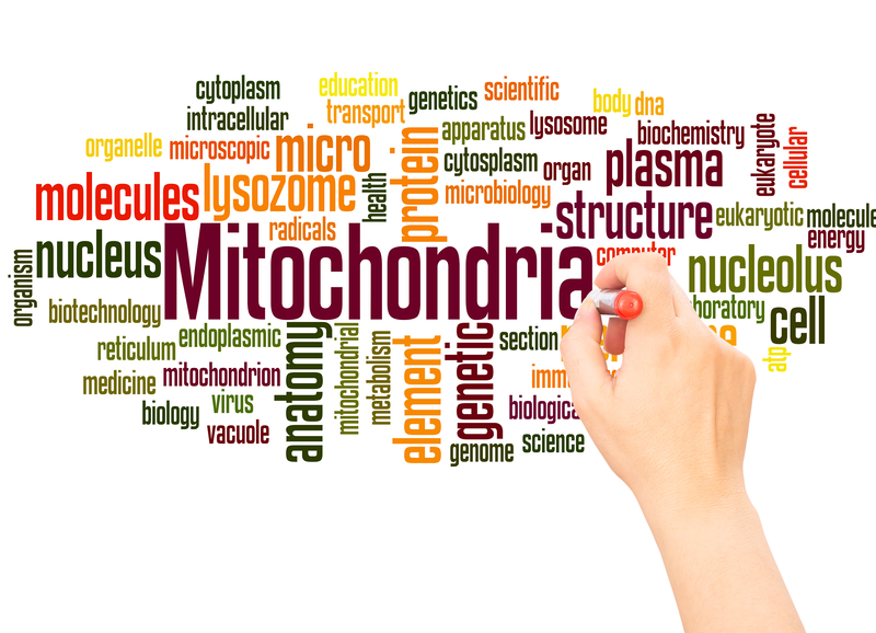 mitochondria word cloud