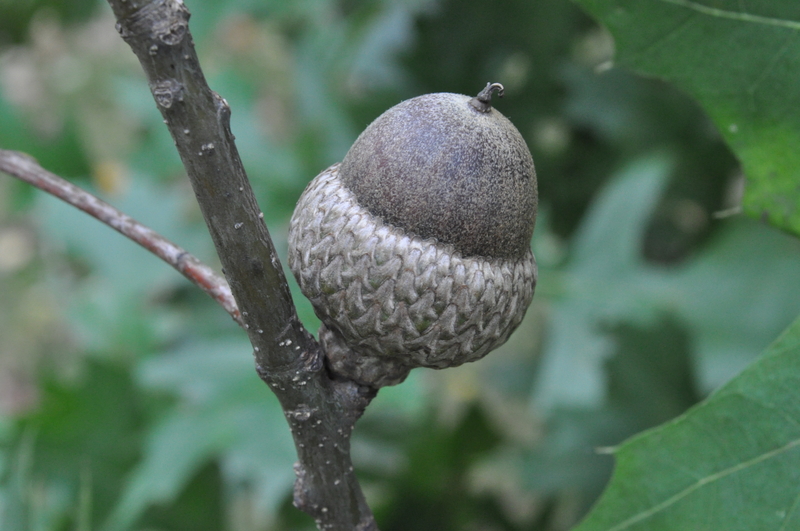 acorn