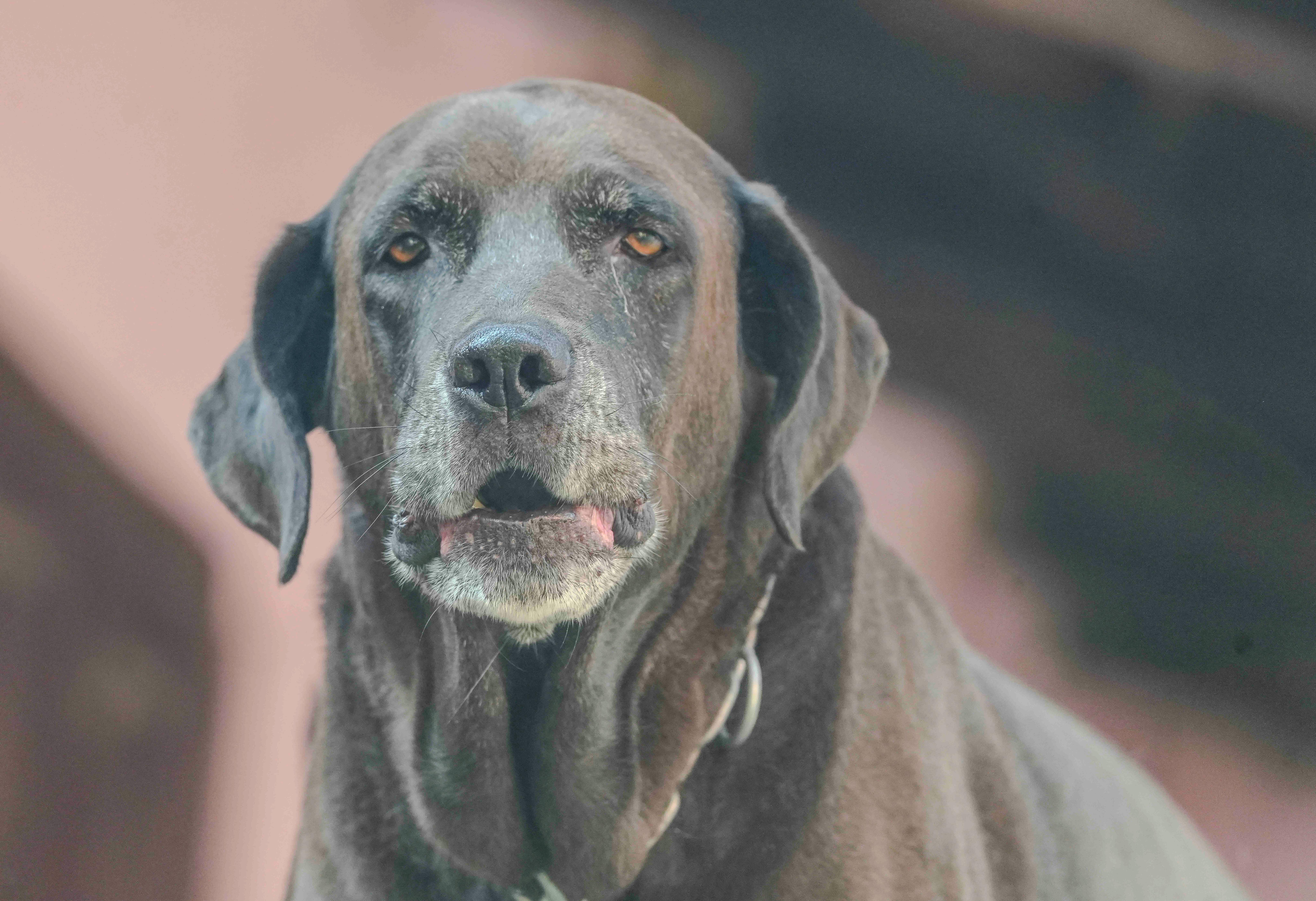 A brown senior dog sits calmly and stares away