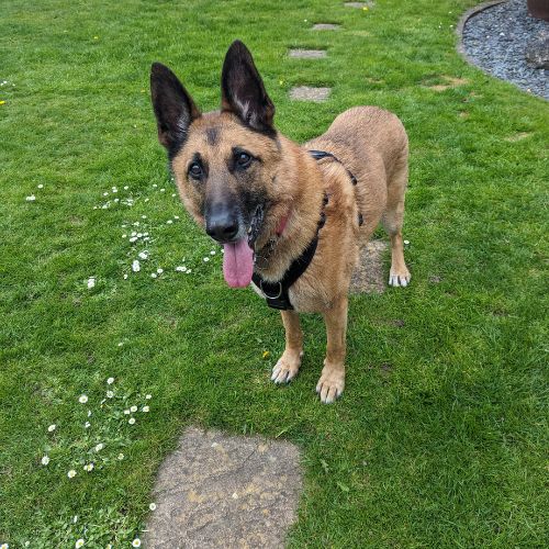 Belgian Malinois Training