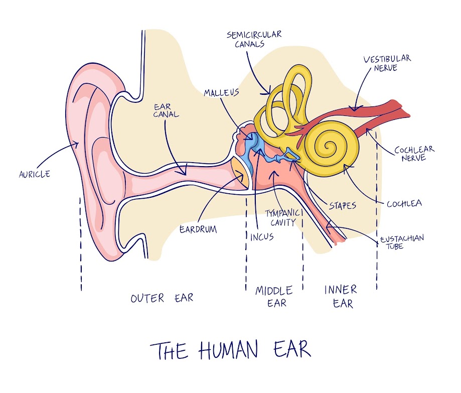 Inner Ear Anatomy