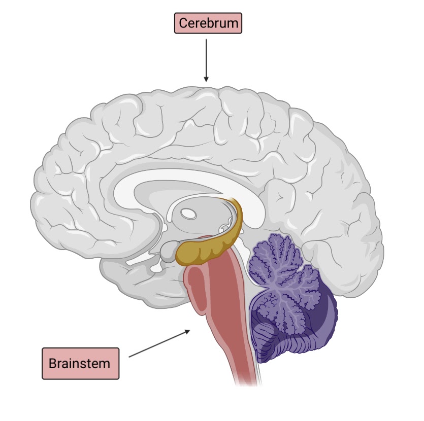 Brain and Concussion