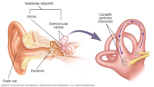 Vestibular Labrynth