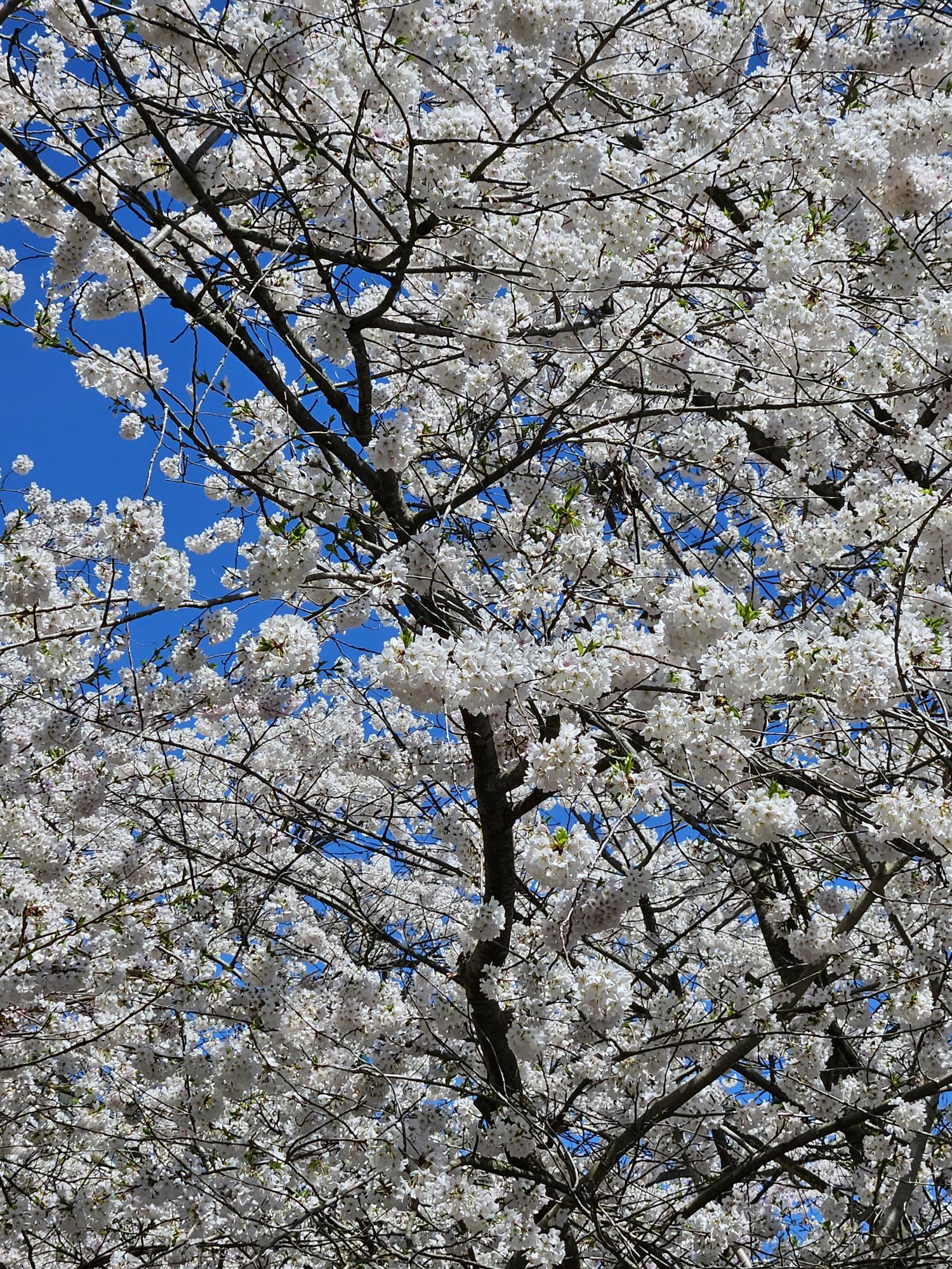 White cherry blossom White cherry blossom