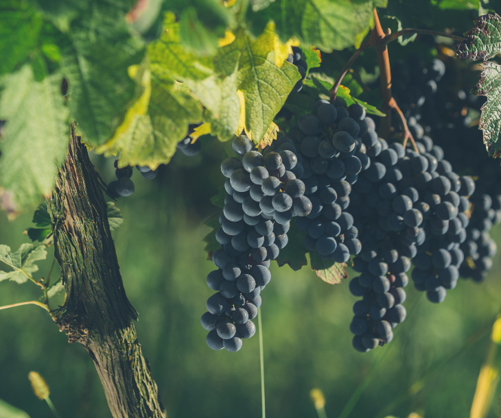 Shiraz Grape Vines 