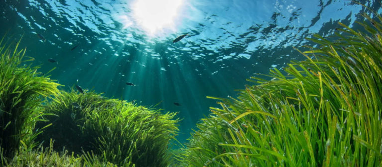 Posidonia oceanica seagrass in the Mediterranean