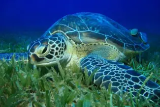 Green Turtle on Posidonia