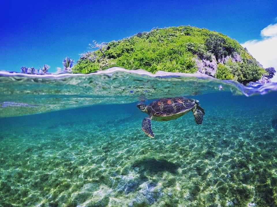 Apo Island Philippines, Meeresschildkroete im Kristallklarem Wasser Apo Island Philippines, Meeresschildkroete im Kristallklarem Wasser