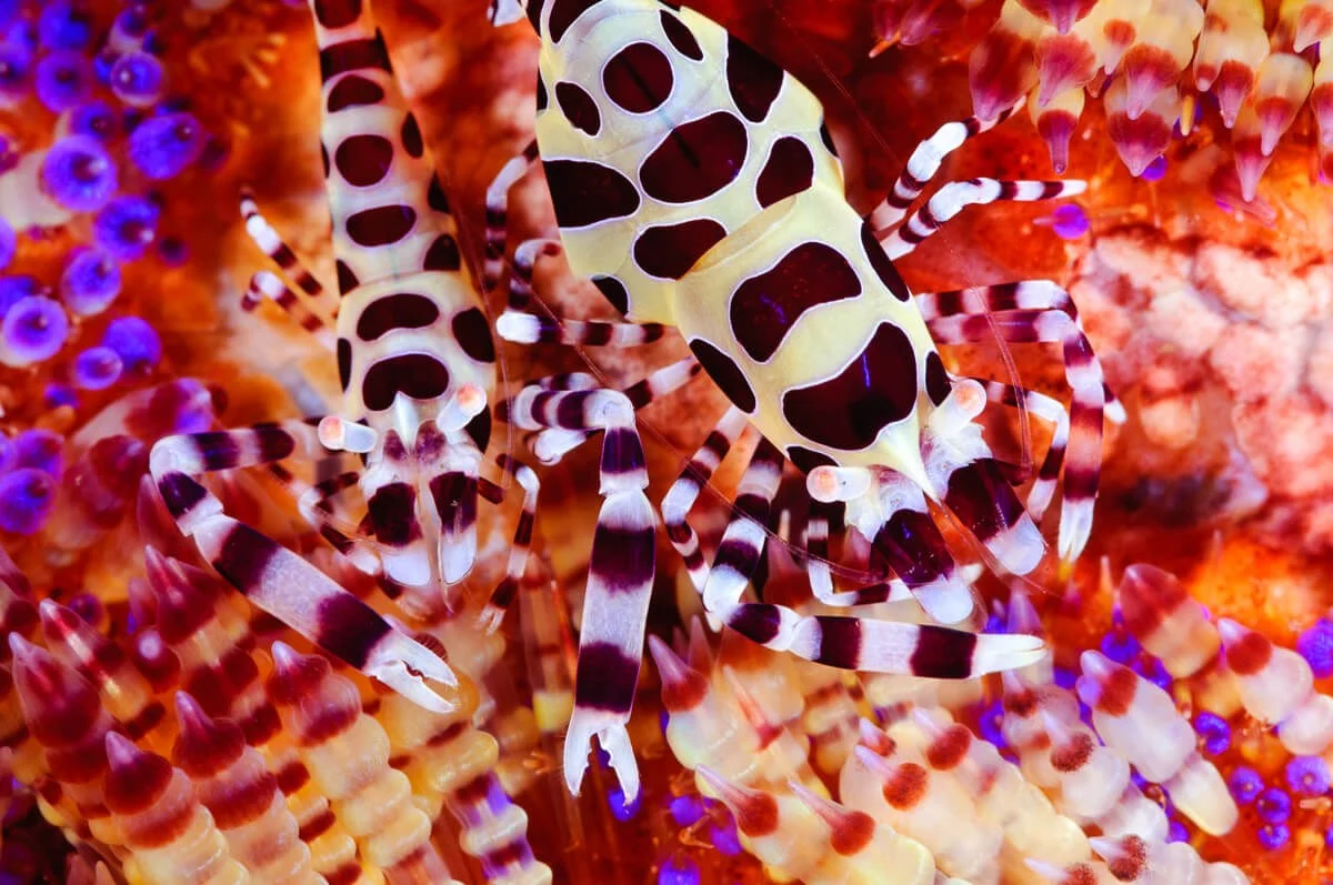 Anilao Philippines Macro Diving Anilao Philippines Macro Diving