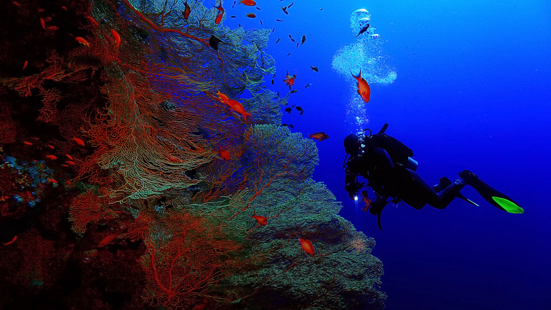 verde island passage scuba diving beautiful corals verde island passage scuba diving beautiful corals
