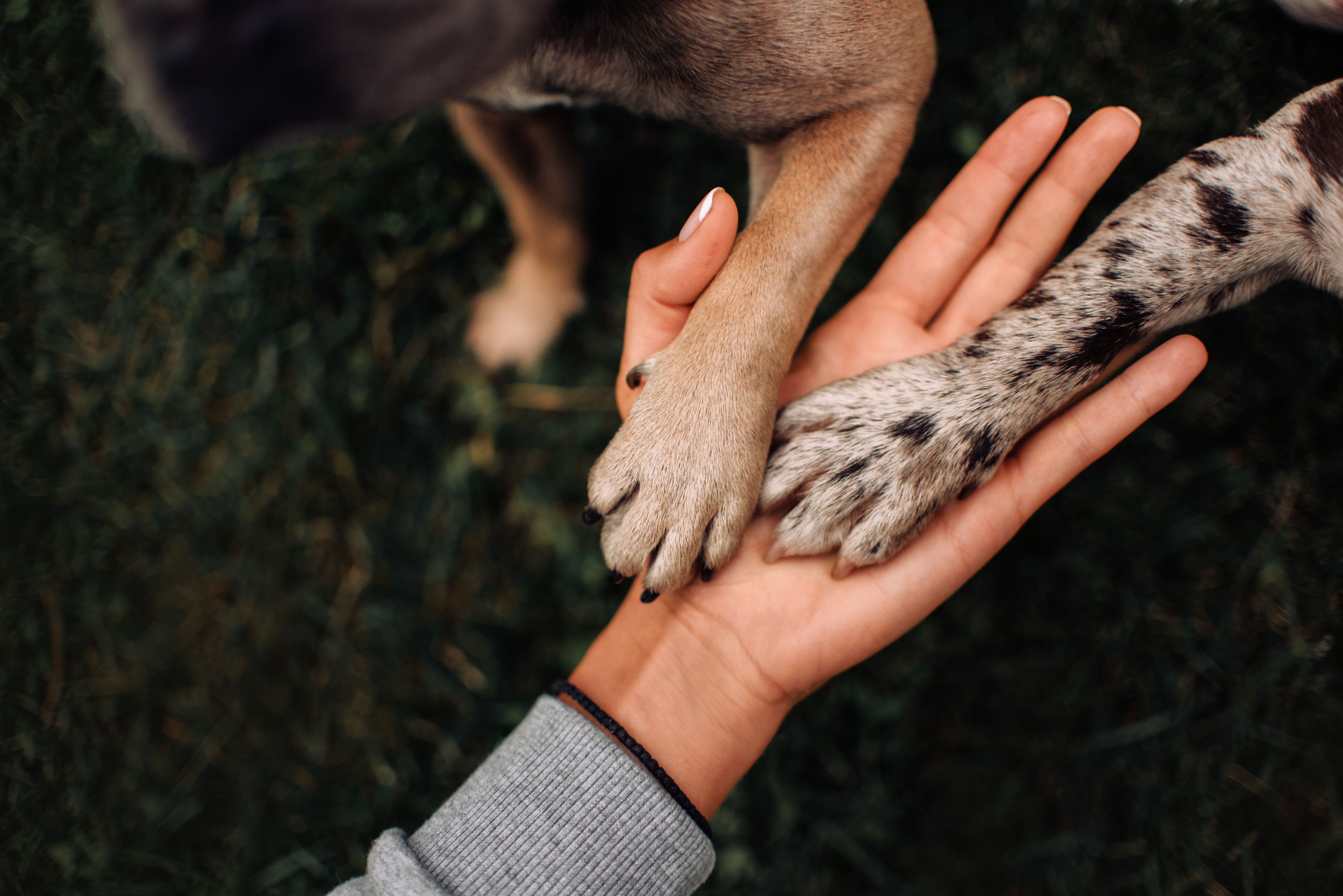 dog health pet first aid
