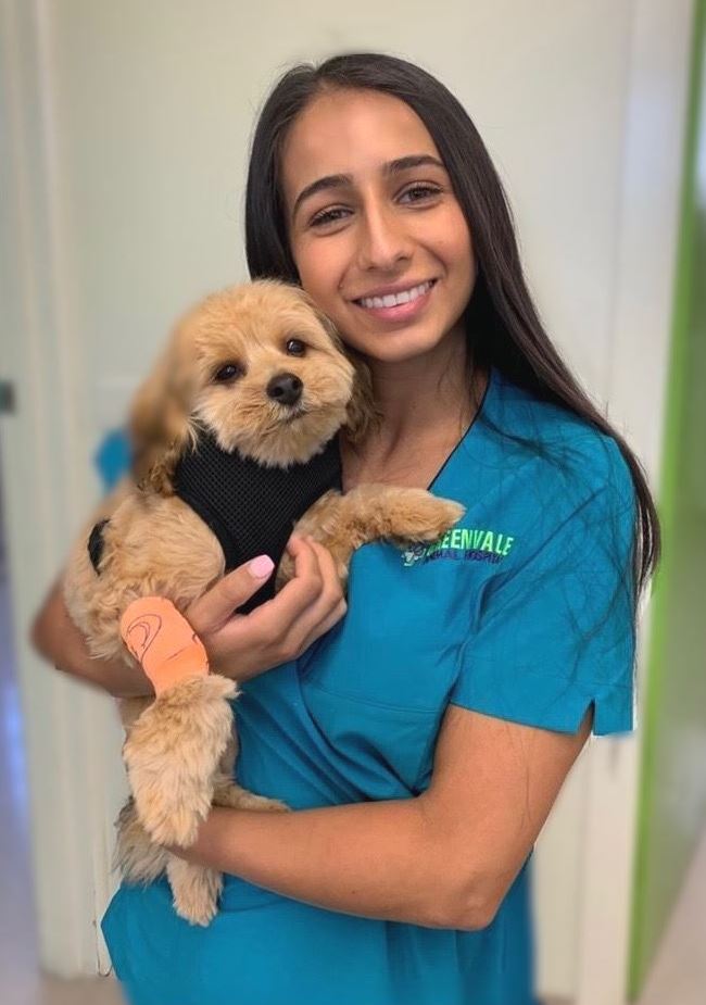 dog health pet first aid Dr Chanel Samo