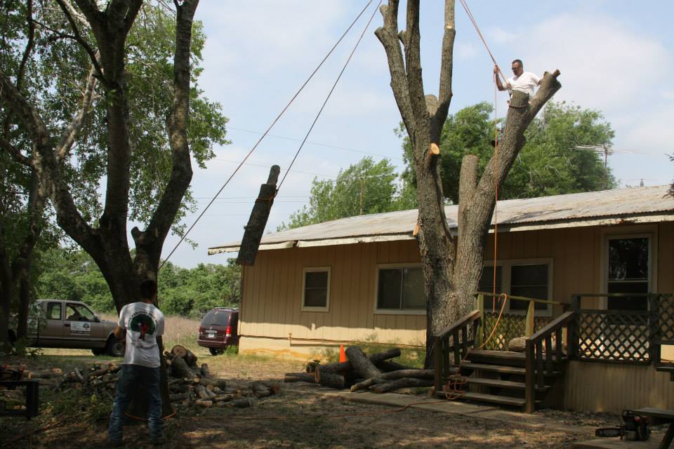 Tree maintenance 2