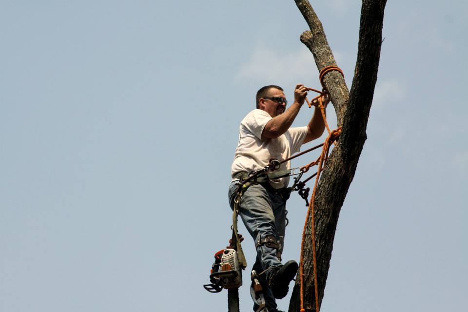 Tree maintenance 1