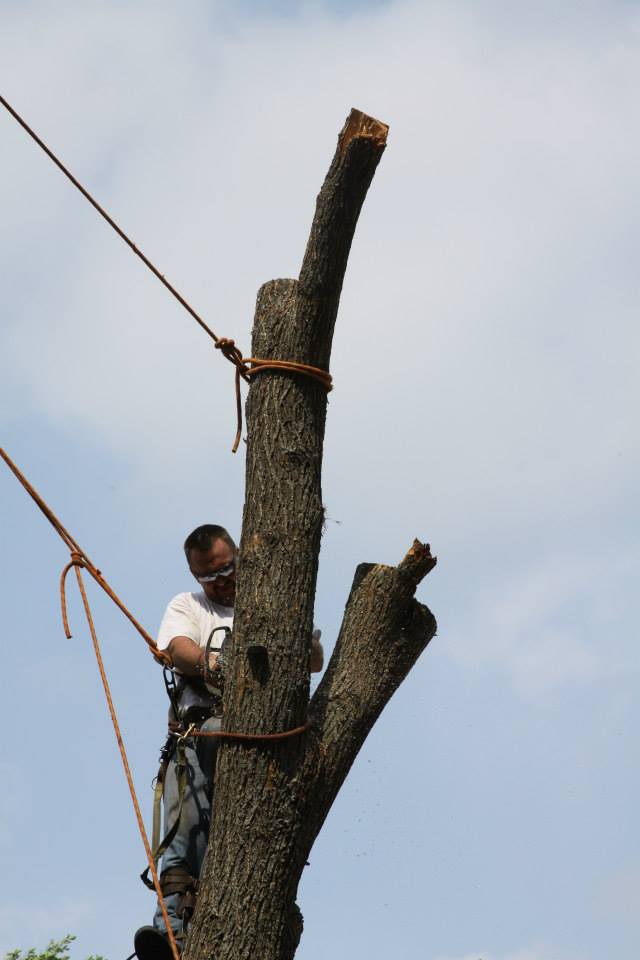 Tree maintenance 4