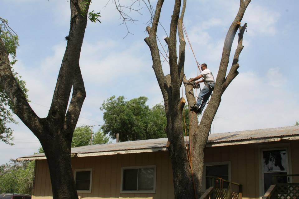 Tree maintenance 7