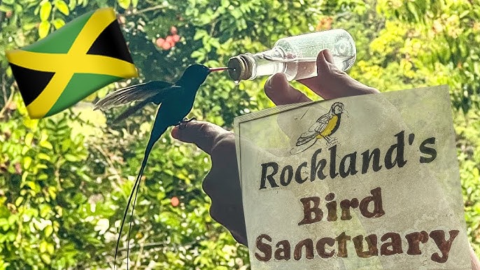 Rocklands Bird Sanctuary Tour Rocklands Bird Sanctuary Tour