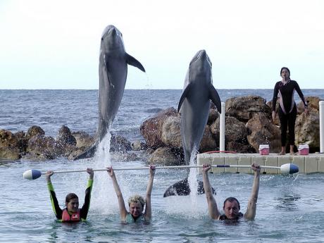 Dolphin Tours in Jamaica Dolphin Tours in Jamaica