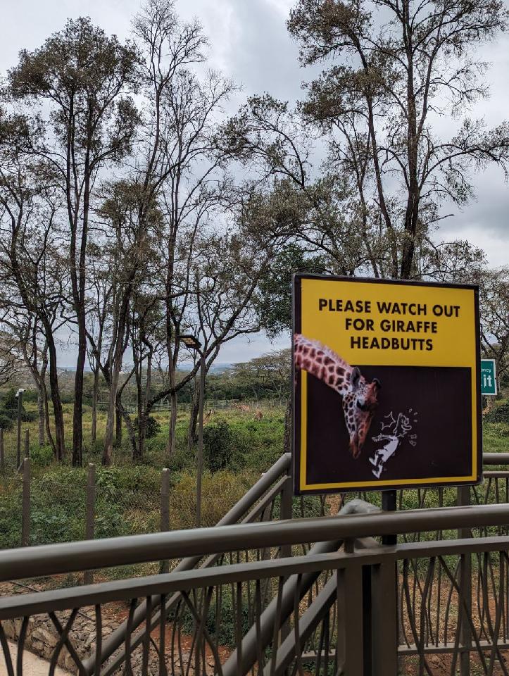 giraffes will headbutt